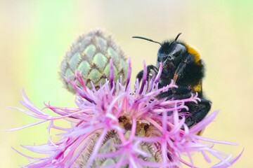 bee on a flower