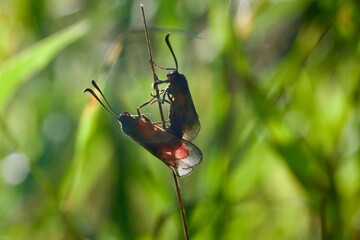 butterfly on a flower