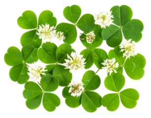 Top View of Green Clover Leaves with White Flowers, Flat Lay Style, Isolated on Transparent Background