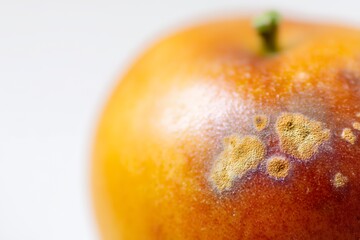 Mold Spots on Fruit Skin Show Detailed Characteristics and Growth Patterns