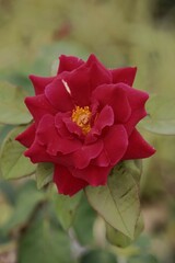 Obraz premium red rose flower