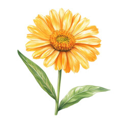 Fototapeta premium Yellow flower watercolor on transparent Background