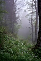 Obraz premium Delicate wildflowers carpeting misty forest floor, creating ethereal woodland landscape with soft, dreamy botanical ambiance