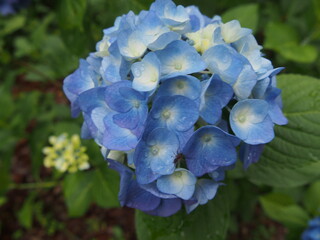雨粒をまとった青い紫陽花