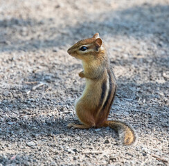 Chipmunk