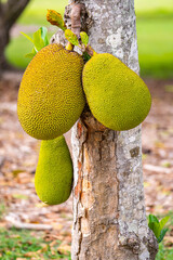 Jackfruit (Artocarpus heterophyllus) Growing on Tree. Tropical Exotic Fruit in Natural Environment