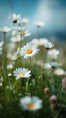 White Daisies in a Lush Green Field