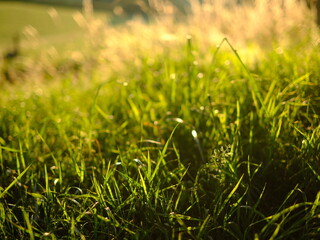 Evening sunlit views of wild grasses on a warm summer day in July, not quite sunset but the strong sun is low in the sky creating long shadow and beautiful images, no people
