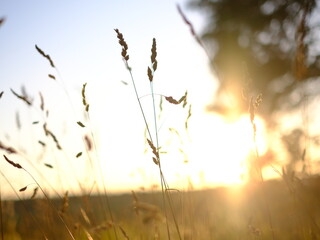 Evening sunlit views of wild grasses on a warm summer day in July, not quite sunset but the strong sun is low in the sky creating long shadow and beautiful images, no people