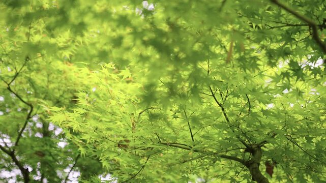 Green Japanese Maple Leaves Background Shot 4k