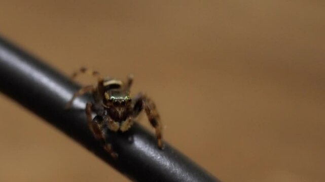 Spider Behavior: Observing a Jumping Spider's Unique Facial Features