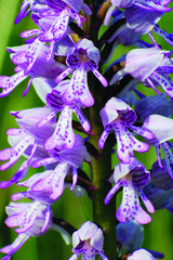 D&eacute;tail d'un orchis militaire