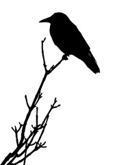 Silhouette of Crow Perched on Bare Tree Branch