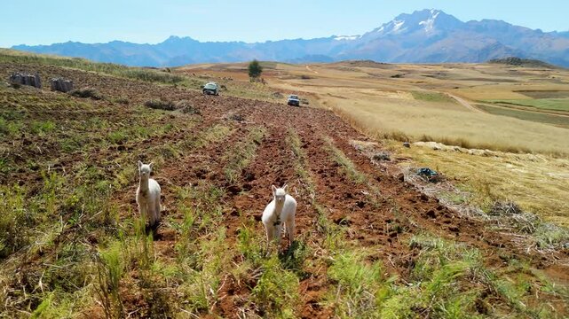 Two young white alpacas graze on a freshly plowed field in Racchi Andean highlands, with distant mountains and rural farmland in the Sacred Valley of Peru.