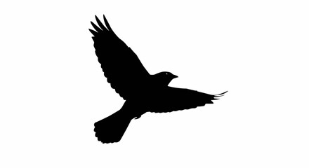 Obraz premium Silhouette of Bird in Flight – Soaring Winged Animal Vector on White Background
