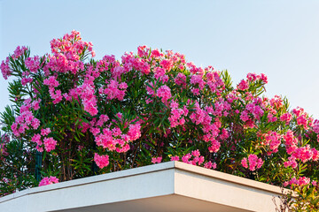 Rooftop garden with vibrant pink flowers under blue sky, creating striking contrast with lines of...