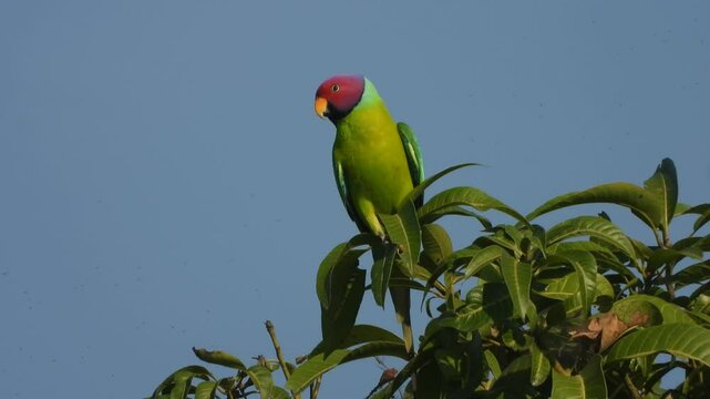 Parrot relaxing on tree waiting for food .