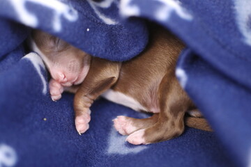 A small brown puppy is sleeping in a blue blanket