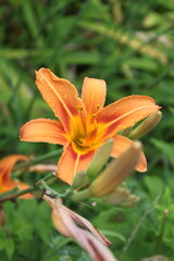 Fototapeta premium orange lily in the garden