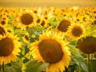 sunflower field under bright summer day sun's rays