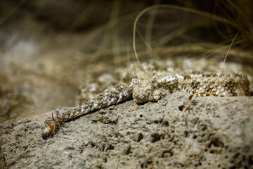 Viper lures its prey. Spider-tailed horned viper, Pseudocerastes urarachnoides, attracts birds on its special spider-like tail tip. Well camouflaged venomous snake in habitat. Endemic to western Iran