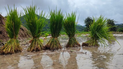 Bundles of vibrant green rice seedlings prepared for transplanting in a muddy paddy field in lao.