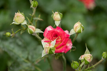 Hybrid Tea Rose (Grandiflora & Climbing Grandiflora), selective focus