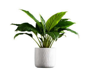 A vibrant green plant with broad leaves sits in a textured white pot against a black