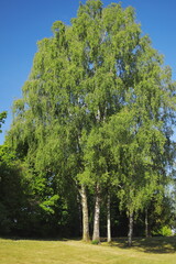 birch trees, green park, summer landscape, nature scene, forest clearing, sunlight, shadows,...