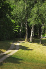 birch trees, green park, summer landscape, nature scene, forest clearing, sunlight, shadows,...