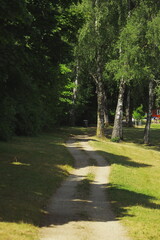 birch trees, green park, summer landscape, nature scene, forest clearing, sunlight, shadows,...