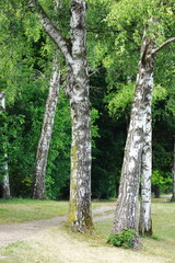 birch trees, green park, summer landscape, nature scene, forest clearing, sunlight, shadows,...