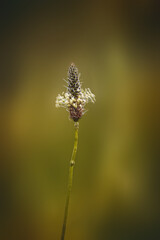 Field plants on a sunny day in June. Blurred background, close-up.