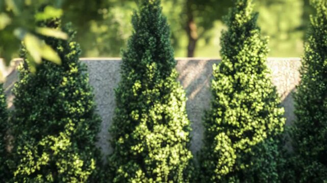 Leyland cypress trees and boxwood shrubs forming a garden hedge