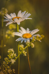 Obraz premium Chamomile. Wildflowers on a sunny day in June. Close-up on a blurred background.