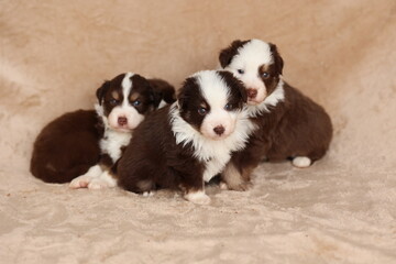 Three puppies are sitting on a blanket, one of which is wearing a collar