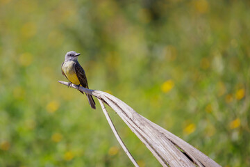 Tropical Kingbird (Tyrannus melancholicus) perched on a dry branch.
