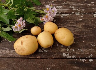 Top view of a few new potatoes and potato branches with flowers on an old and rustic wooden table.