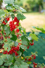 Busch with ripe red currants in a sunny orchard. Vertical close-up.