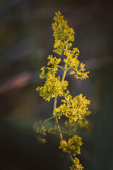 Leaves. Sunny June day in the forest. Close-up on a blurred background.