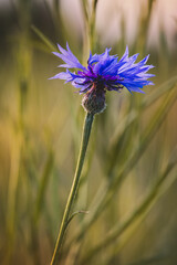  Cornflowers . Field plants on a sunny day in June . Close-up of a flower, blurred background .