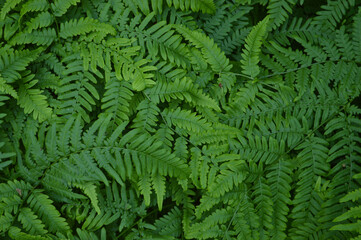 A close-up of lush green ferns creates a vibrant and textured background.