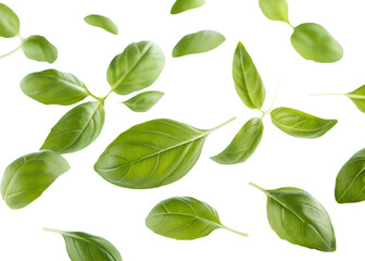 Fototapeta premium Floating fresh basil leaves isolated on transparent background