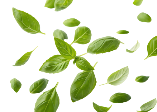 Floating fresh basil leaves isolated on transparent background