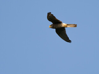 Common european Kestrel. Common Kestrel flying in the sky