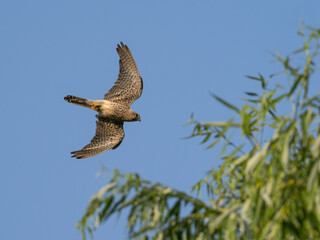 Common european Kestrel. Common Kestrel flying in the sky