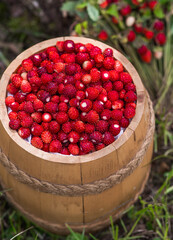 Many ripe wild strawberries in a wooden barrel in close-up. Fragrant, summer, wild berries.