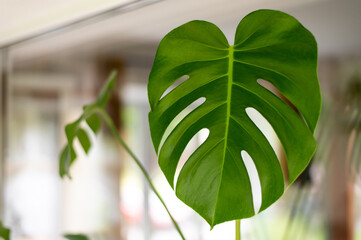 large monstera leaf on the window © Hanna