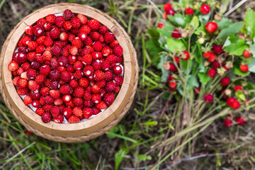 Many ripe wild strawberries in a wooden barrel in close-up. Fragrant, summer, wild berries.
