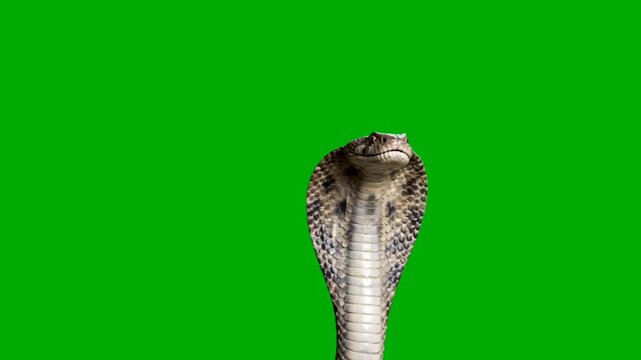 Cobra Snake on Green Screen &ndash; Stock Video Footage